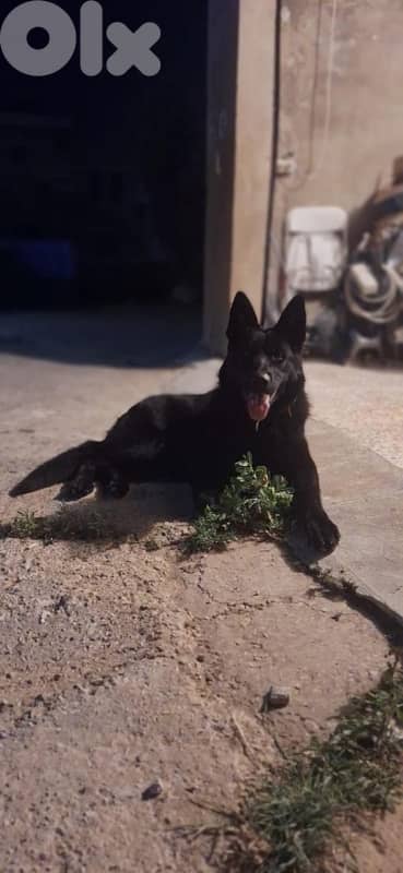 German shepherd black