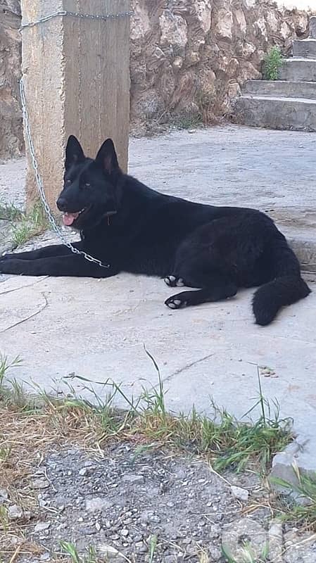 German shepherd black 1