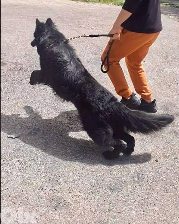 German shepherd black 2