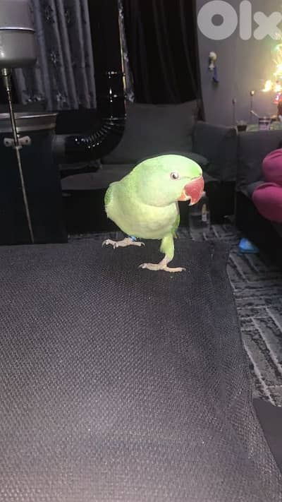ببغاء تمنه+ نيبالي