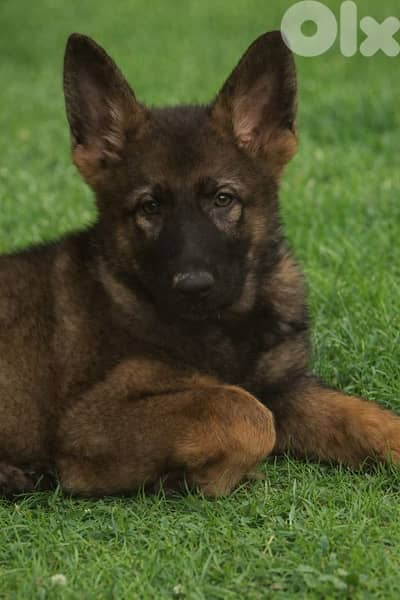 Puppies German shepherd  working sable