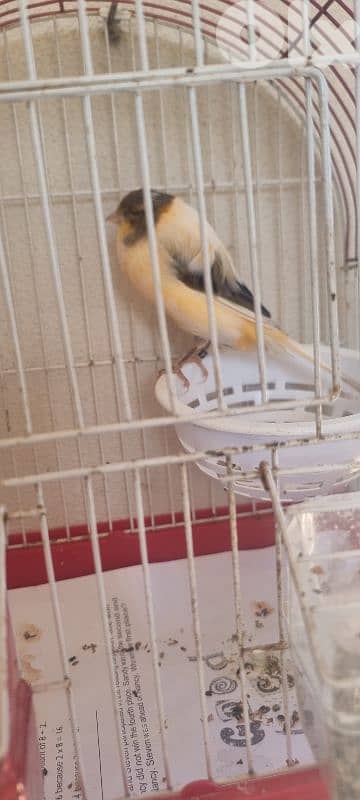 bandouka yorkshire 9 months old 45 dollars