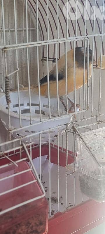 yorkshire 9 months old 70 dollars 1