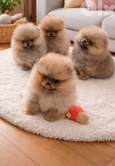 Pomeranian Puppies Available /in store/ Delivery / Imported/ Purebreed