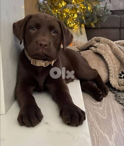 Speacial Chocolate Labrador Retriever PuppyAvailable in store|Imported