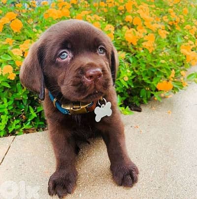 Beautifull Labrador Retriever Puppy Available in store /Delivery
