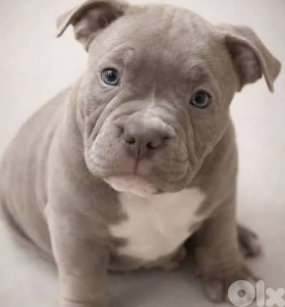 american bully
