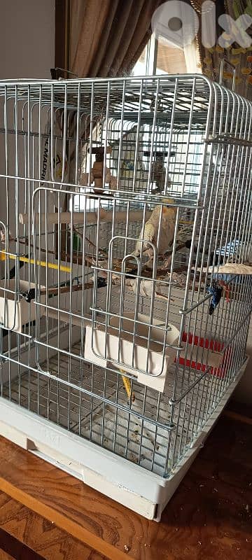 cockatiel كروان