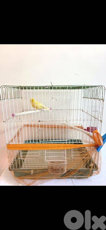 PAIR OF MALE CANARIES WITH CAGES – FULL SET