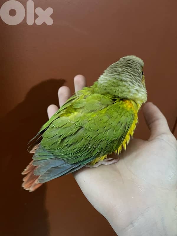 conure 2