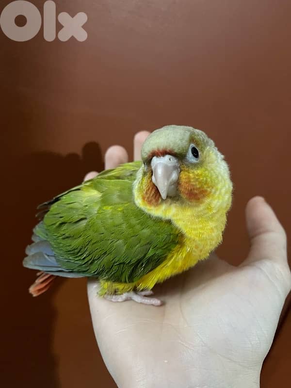 conure 3