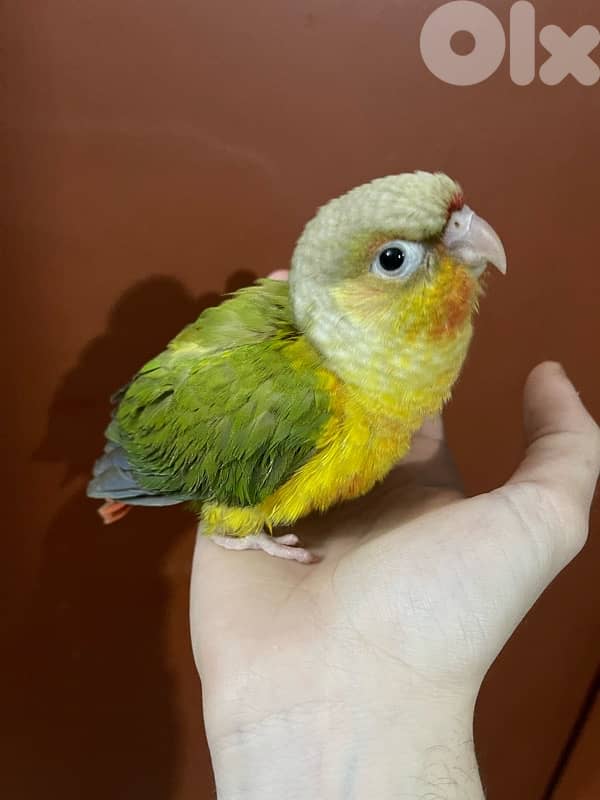 conure 4
