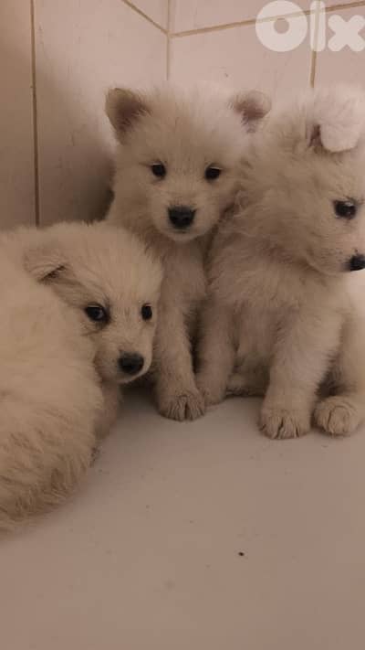 Pure Samoyed Puppy
