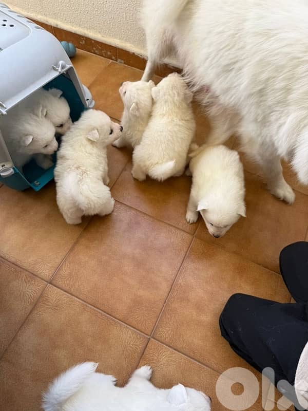 Pure Samoyed Puppy 1