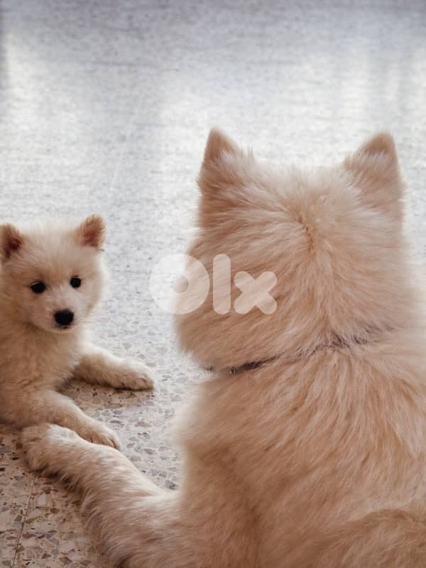 Pure Samoyed Puppy 2