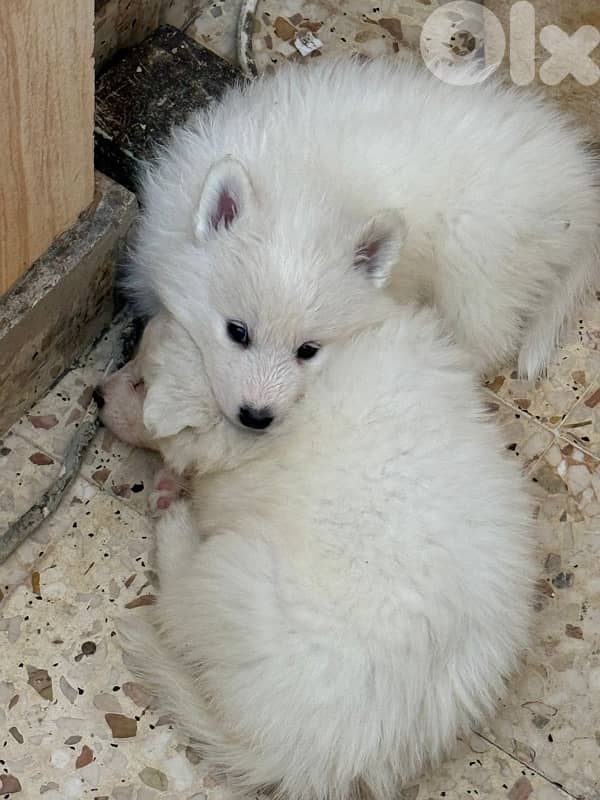 Pure Samoyed Puppy 3