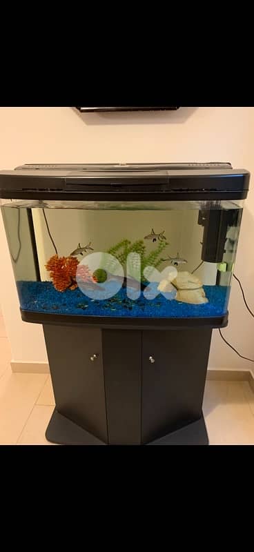 Luxury Aquarium 120L FULL SET + Cabinet – Ready to Use