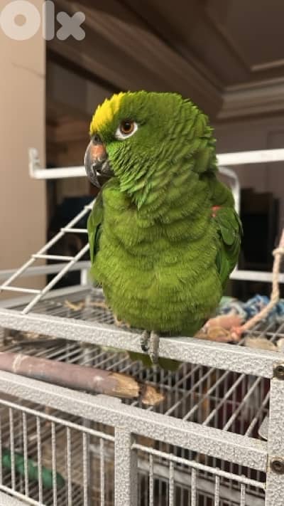 yellew crowned amazon parrot with huge cage in excellent condition