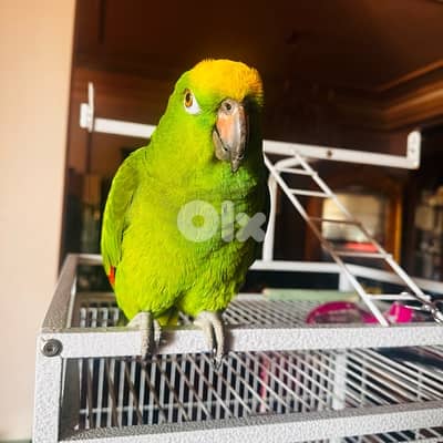 yellow crowned amazon parrot with huge cage in excellent condition