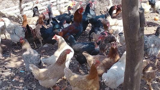 طرابلس زغرتا