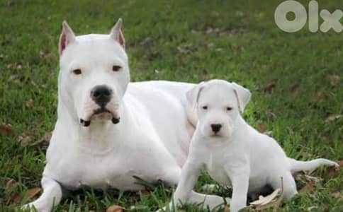dogo argentino