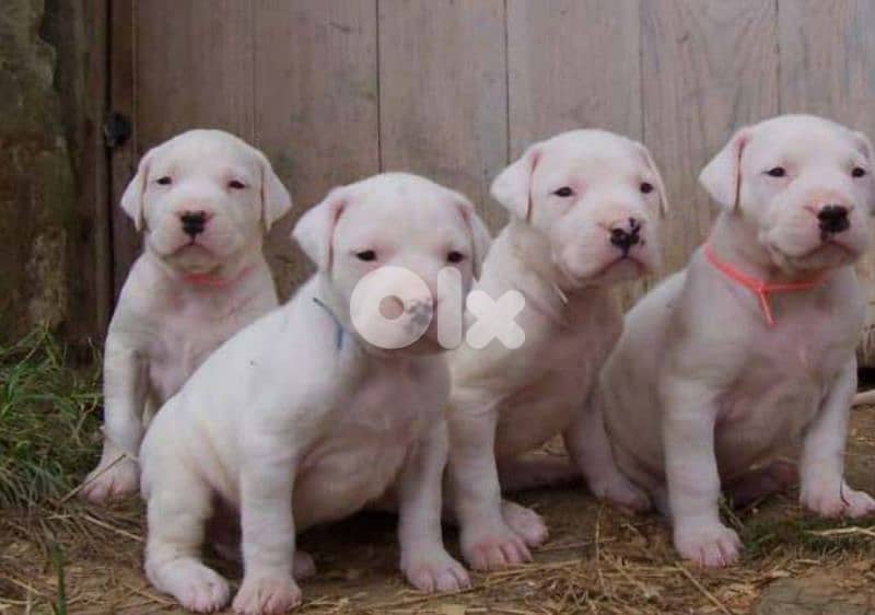dogo argentino 2