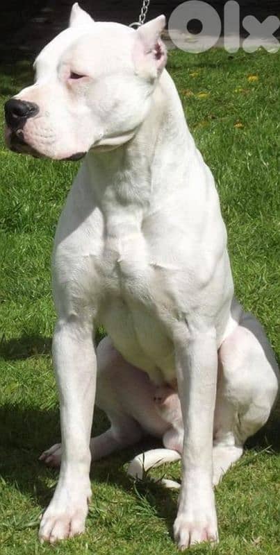 dogo argentino 3
