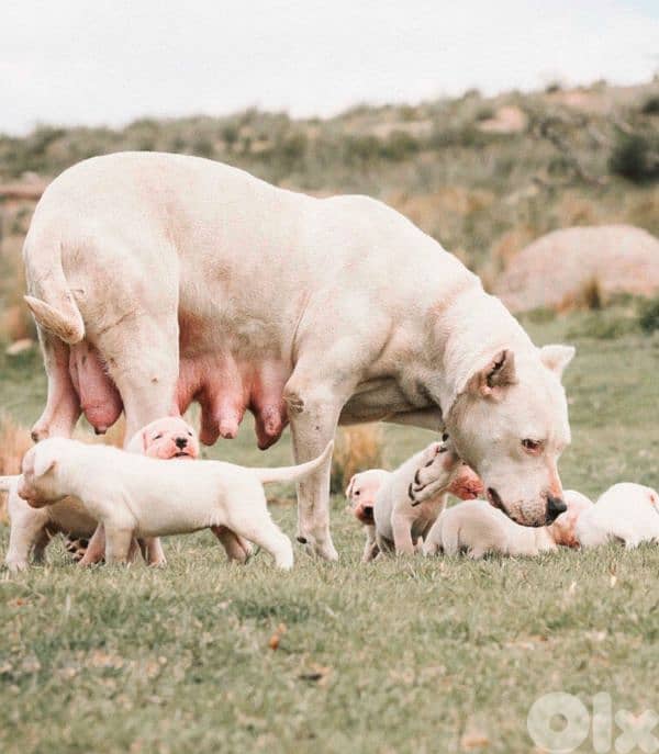 dogo argentino 4