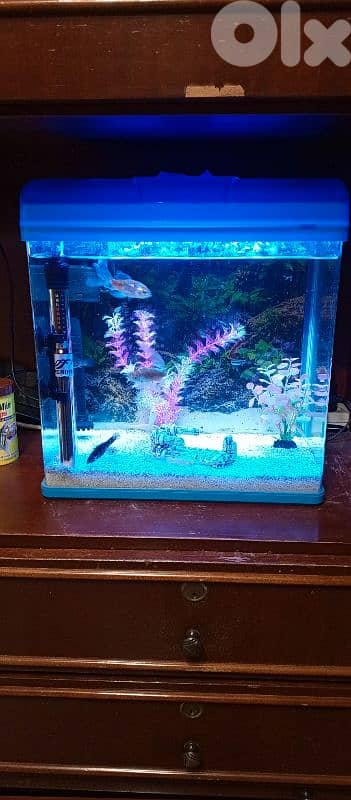 2 fresh water aquariums for sale