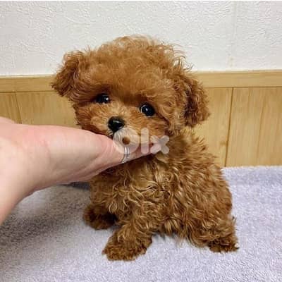 mtloub  poodle puppies