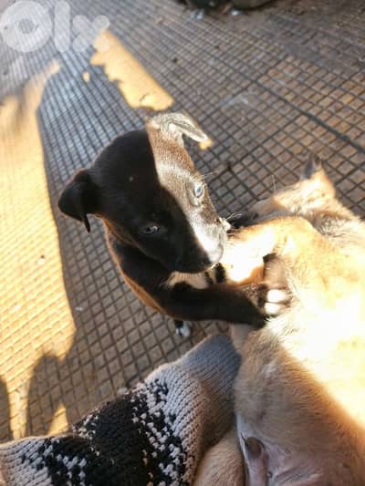 Pitsky puppies For sale (Negotiable)