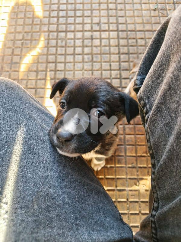 Pitsky puppies For sale (Negotiable) 2