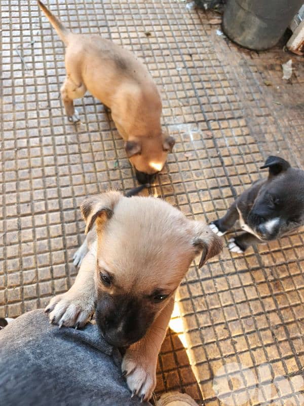 Pitsky puppies For sale (Negotiable) 3
