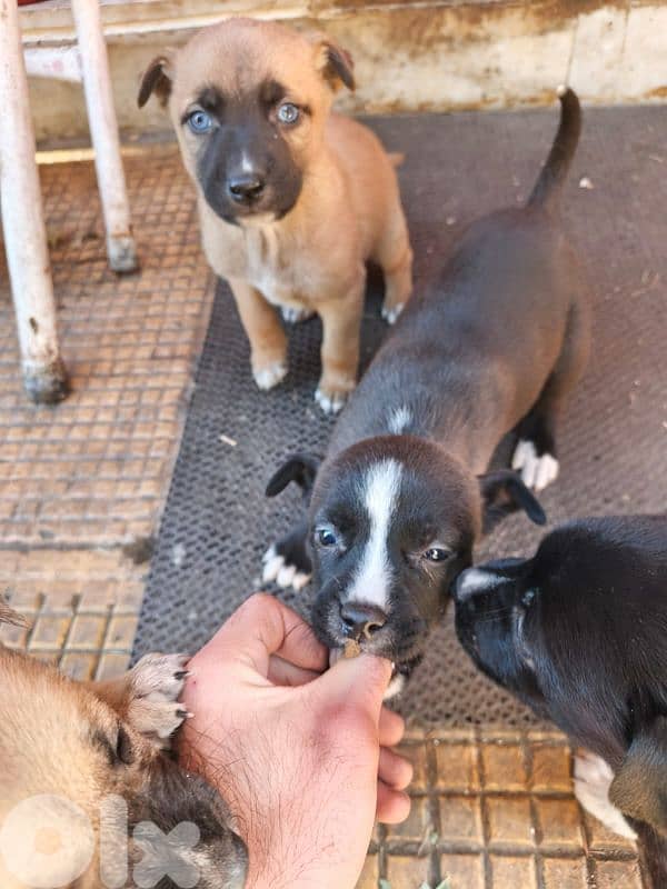 Pitsky puppies For sale (Negotiable) 4