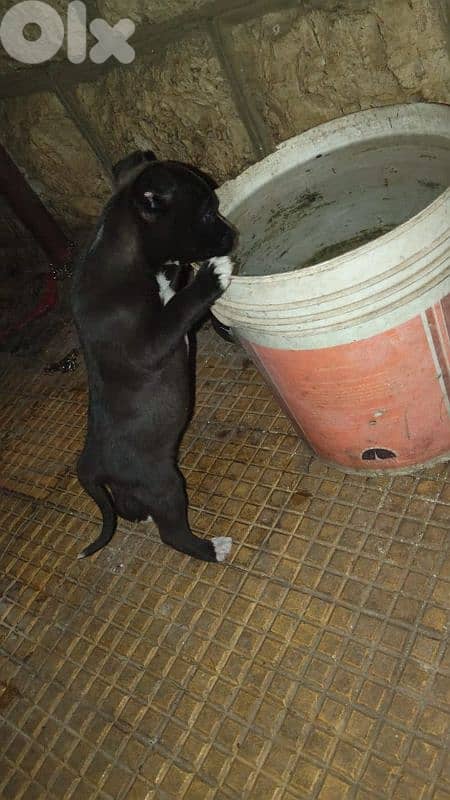 Pitsky puppies For sale (Negotiable) 5