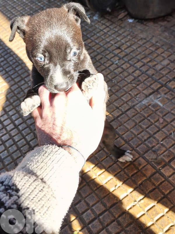 Pitsky puppies For sale (Negotiable) 6