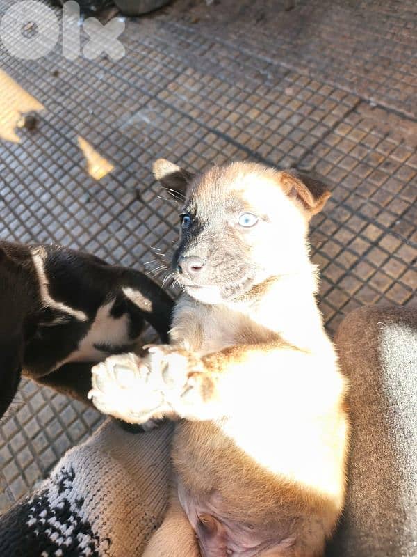 Pitsky puppies For sale (Negotiable) 7