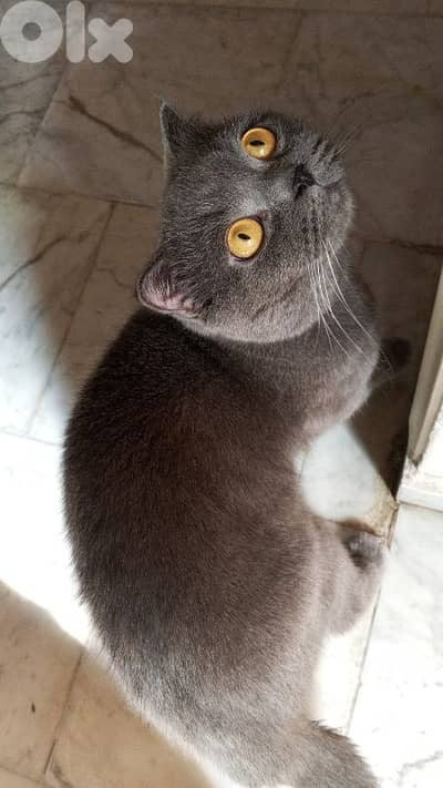 بيروت طريق الجديده