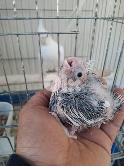 فراخ كروان وايت فيس للتزقيم