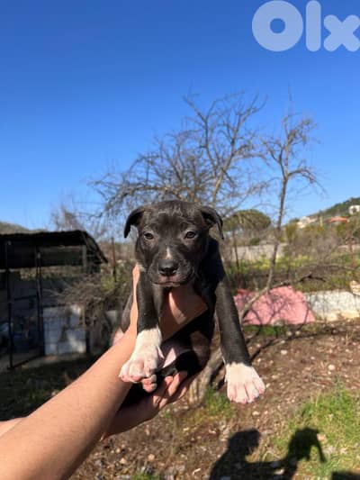 king sizeblack pitbull