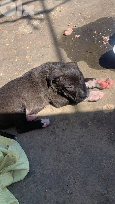 king sizeblack pitbull 1