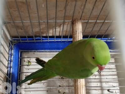 ببغاء دره حبي دهب