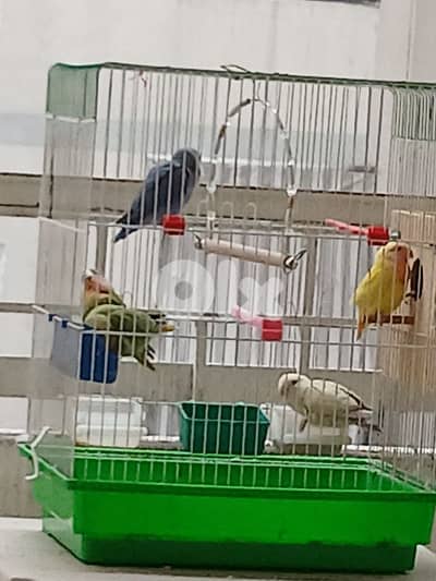 5فراخ روز مفطومين مع قفص كامل