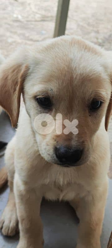 adorable puppies mix breed  labrador type