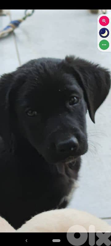 mix breed labrador type and rotweiller