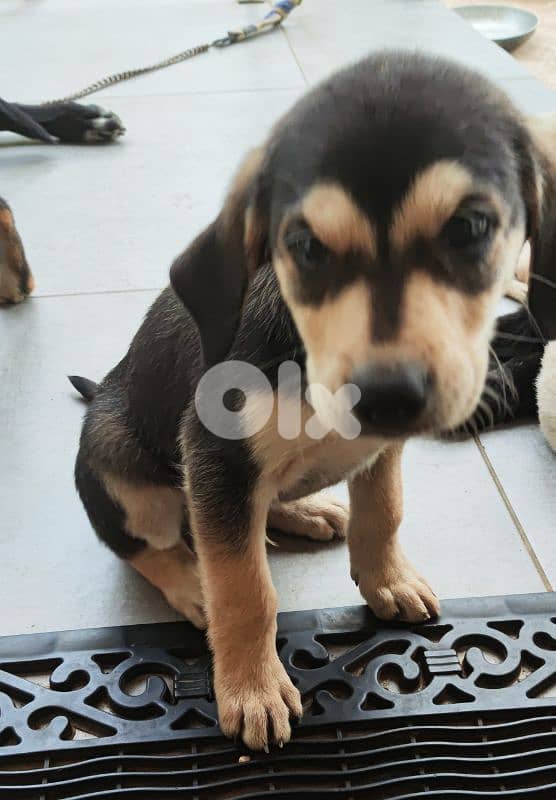 mix breed labrador type and rotweiller 2
