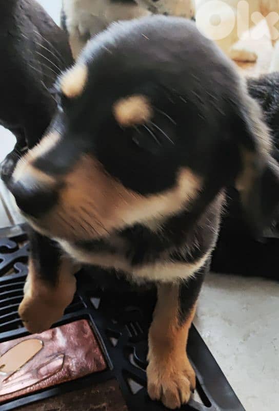 mix breed labrador type and rotweiller 3