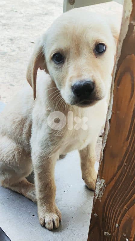 mix breed labrador type and rotweiller 4