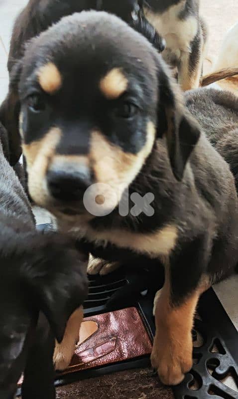 mix breed labrador type and rotweiller 5