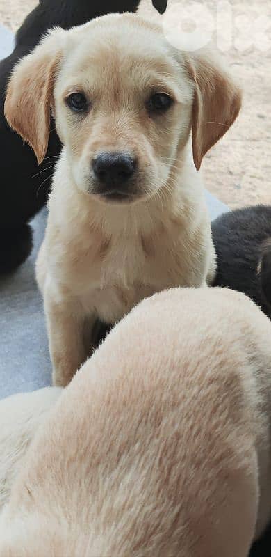 mix breed labrador type and rotweiller 6